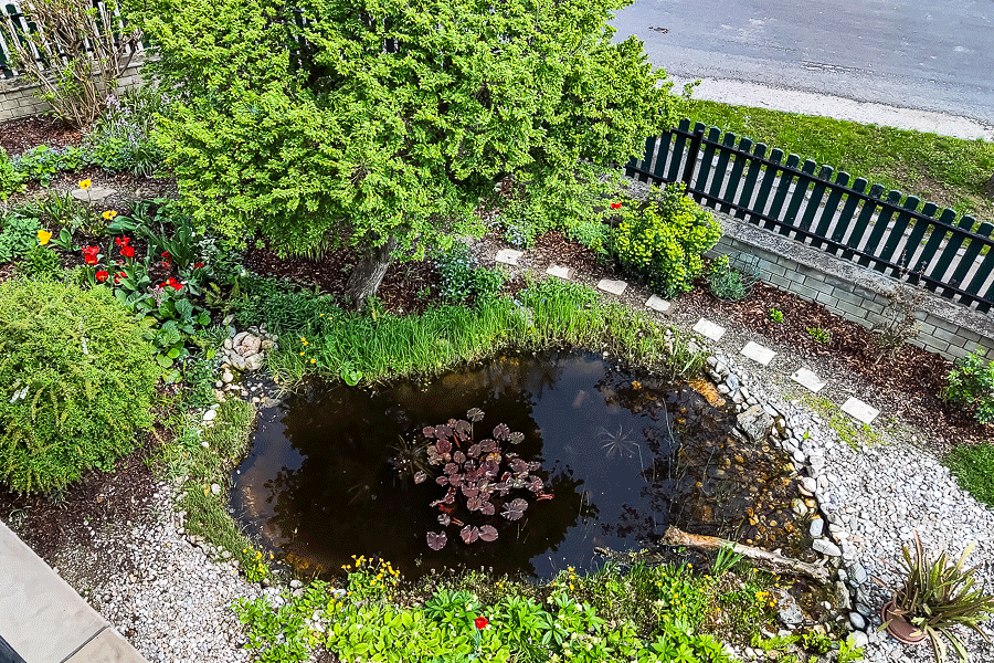 Blick von unserer Loggia auf unser kleines Biotop im Vorgarten - 1. Mai 2023 - Foto: JoSt © 2023